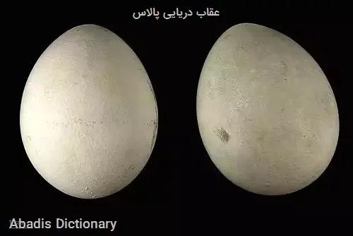 عقاب دریایی پالاس